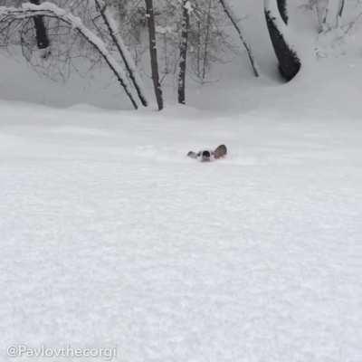 The rare and elusive snow corgi.
