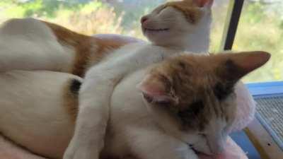 Is 16 weeks still smol? What if they can fit together in a small cat bed?