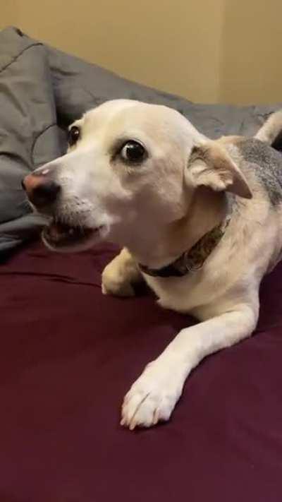 My jealous pupper believes she deserves all the pets, rather than her brother