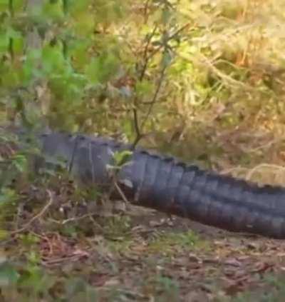 Capybara riding a crocodile