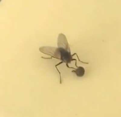 🔥 fly removing it's head without noticing
