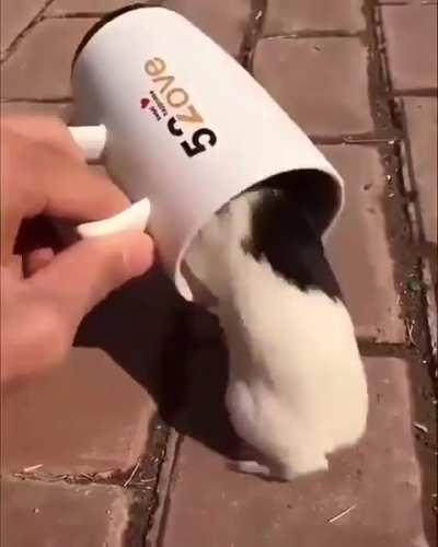 Sentient marshmallow wunk wants to stay in the cup