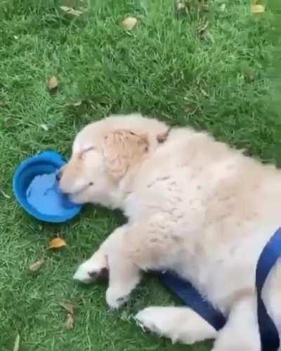 Thirsty...sleepy....thirsty....slee..