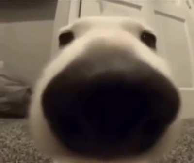 sniffer doge