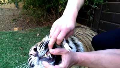 Man removes loose tooth from tiger's mouth. 
