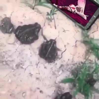 What?? Frogs watching best show??