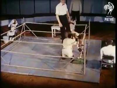 Y'all rocking with monke boxing????