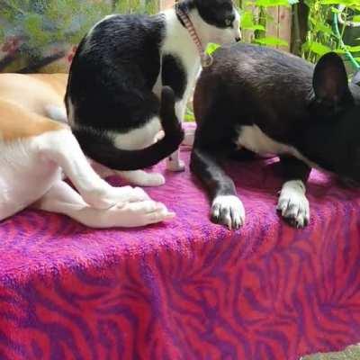 Chillin with her buddies.