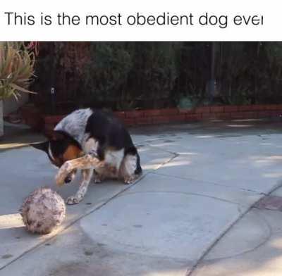 The most obedient dog ever!! 🤟