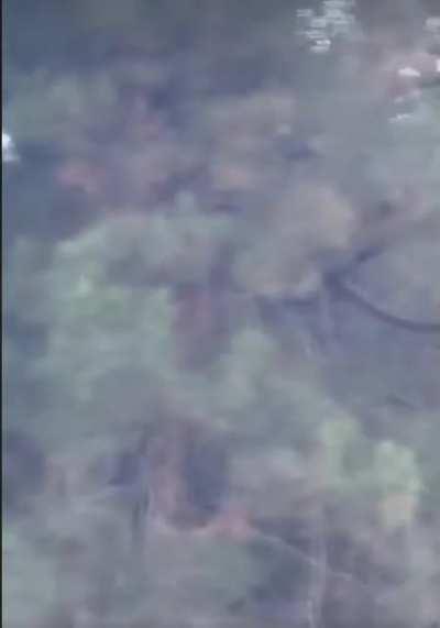 Bobcat Vs Squirrel ..