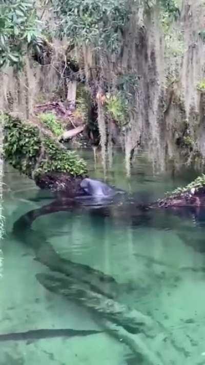 Manatee munching on leaves at Blue Spring State Park, Florida