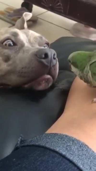 Hippo investigates a strange creature.