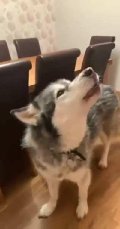 Let's do something! Your cat is taking over my bed