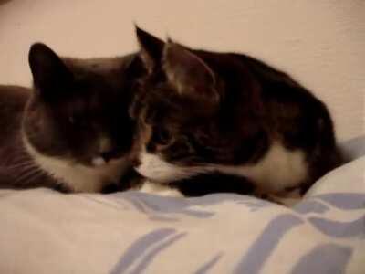 I wonder what they talking about. (Credit: TheCatsPyjaaaamas)