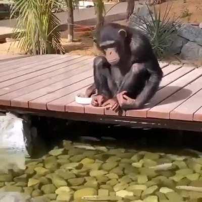 A chimpanzee feeding the fish.