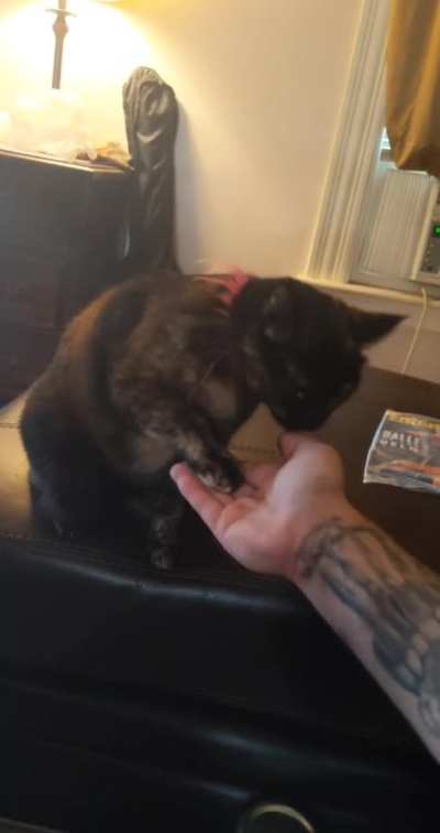 High five - Fist bump - My catdog Lucy