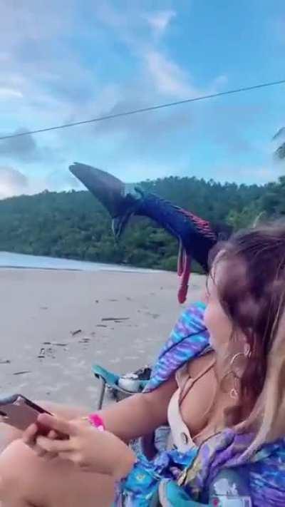 Beachgoers have a close encounter with a Cassowary 