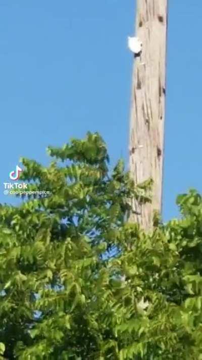 to figure out how a turtle can climb a pole