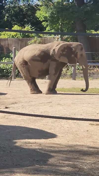 Can someone tell me why this elephant was moving like this?