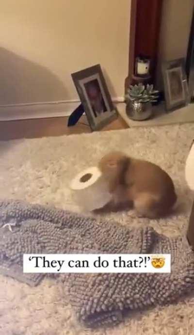 NEW RABBIT TECH UNLOCKED