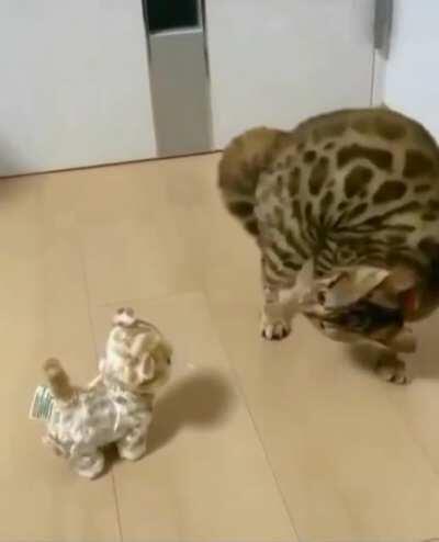 Странная какая-то у вас собака....