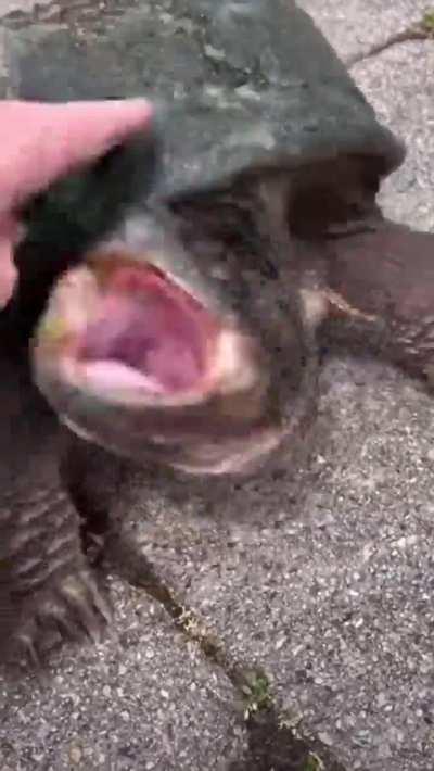 Petting a snapping turtle 