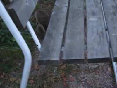 Kontribuutioni siilivideoinvaasioon. Tuo linnun ääneltä kuulostava piipitys on tuon poikasen ääni.