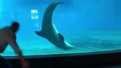 Dolphins: Smart... Unique!!!