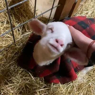 Sleepy Burt loves a good head rub! This little guy is the best 💜