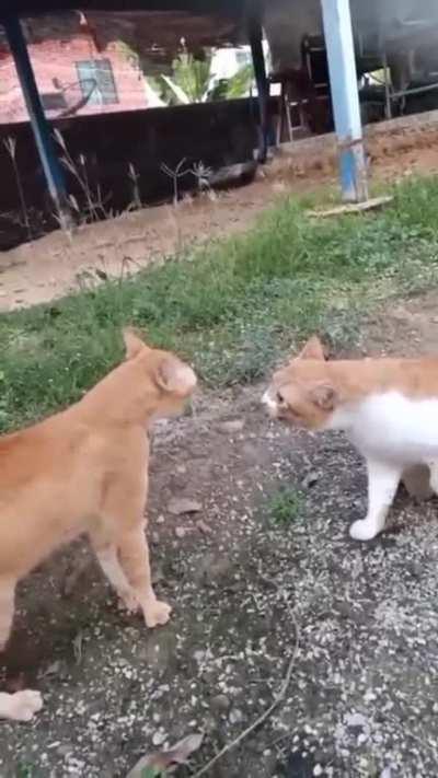 Funny angry cats