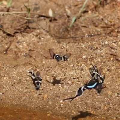 🔥 These are 100% real, actual butterflies. The green dragontail butterfly (Lamproptera meges) is one of the smallest species of swallowtail butterfly and one of the very few species with wing transparency.