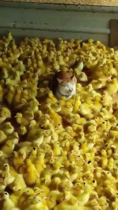 Forbidden Mac and Cheese