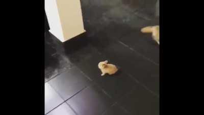 Pekora Pranks Polka IRL