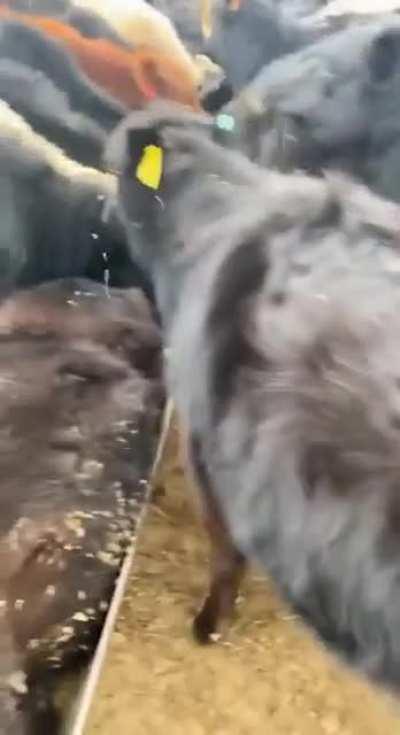 Я вот тоже люблю есть в кровати