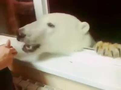 Russians feed polar bear