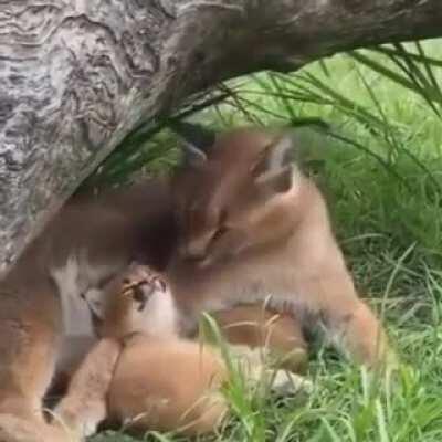 Lo encontré en mejor calidad 😁👍🏿