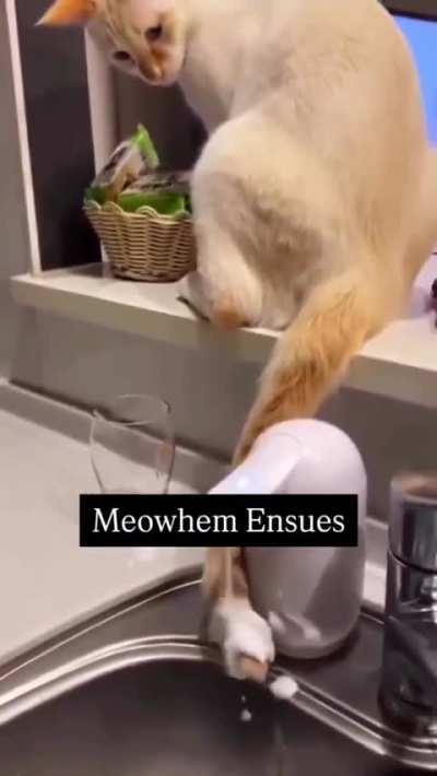Very funny cat compilation