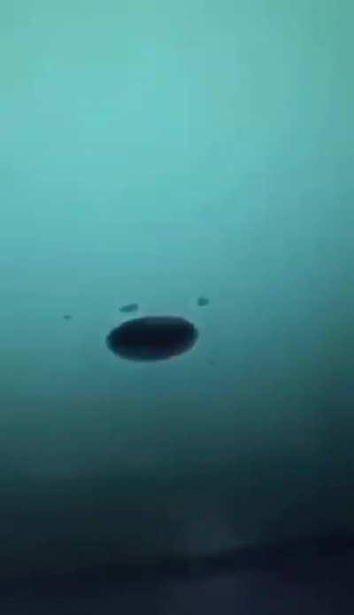 whats that! a firecraacker