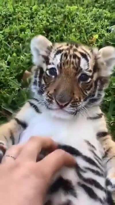Smol tiger belly rubs.