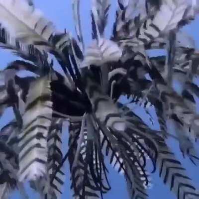 Galeem Lord of Tickling, the Angel of Monochromatic Color Patterns