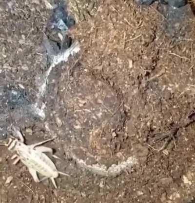 I thought it was a snake but..