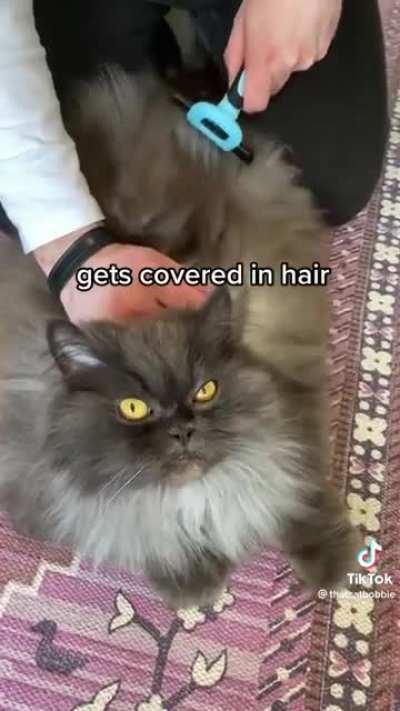 Cats, the epitome of jerk