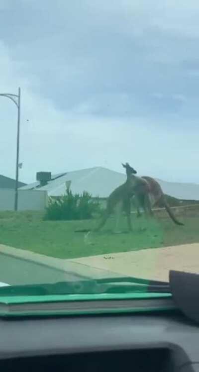 Boxing kangaroos