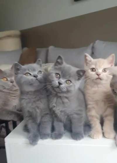 Meet the Family [oc]