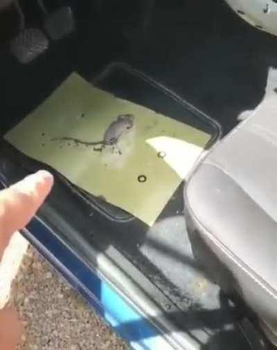 Pela mor deus kd a Continuação