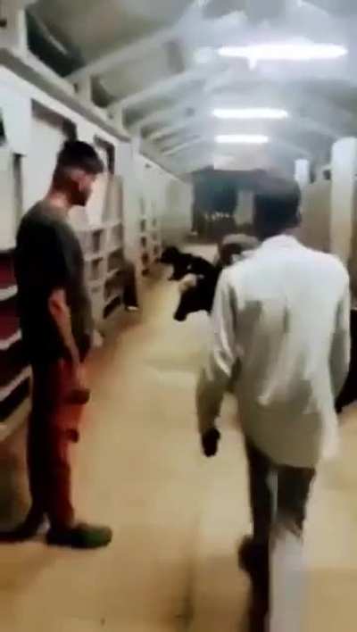 İneklere sataşan amk hindusu anasının amını tersten görüyor