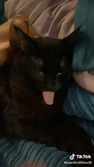 I'm just going to put this here 😹