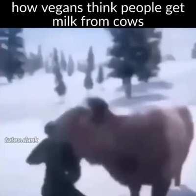 como veganos acham que as pessoas tiram leite da vaca: