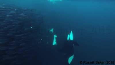 Whale breaks off tail in freak accident