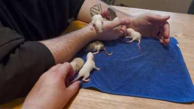 Tuna Soup Dumplings, Day 12: More chaos, and we realized that some of them are dumbos! This was a surprise to us, as both parents have standard ears. They must have both been carriers!